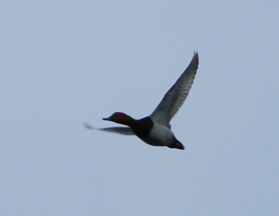Common Pochard - ML642030395