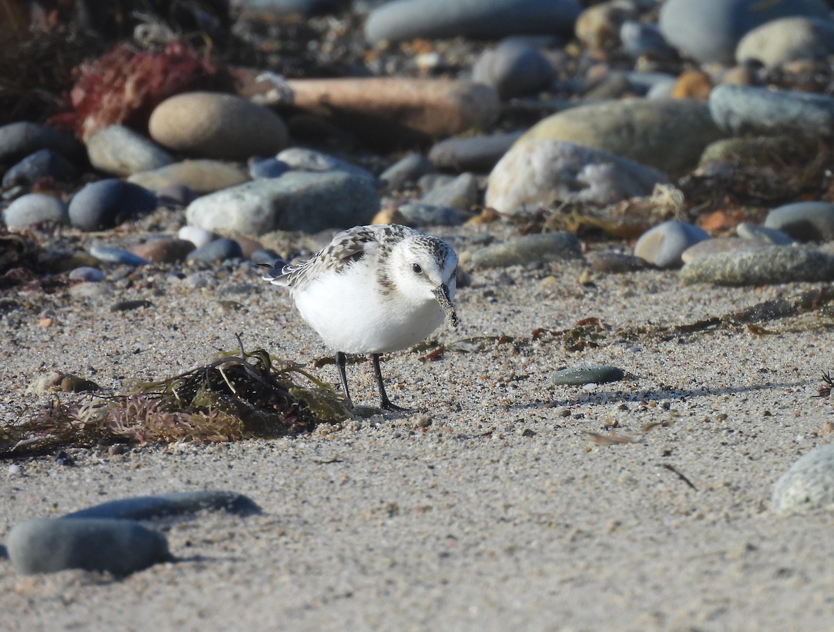 Sanderling - ML642030403