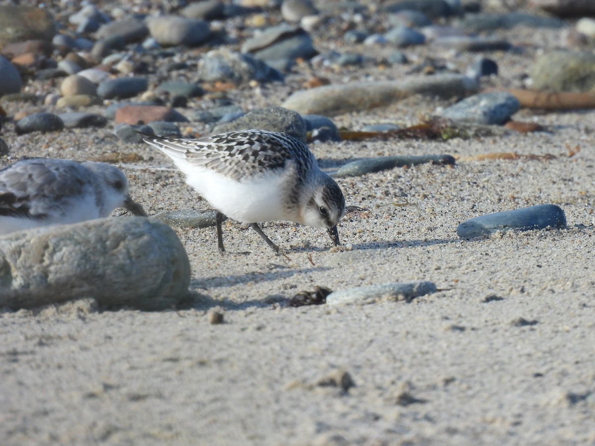 Sanderling - ML642030404