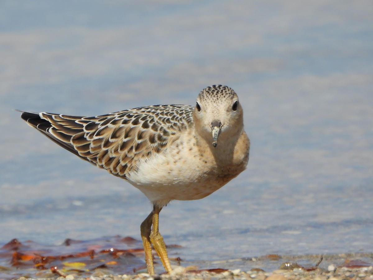 黃胸鷸 - ML642030418