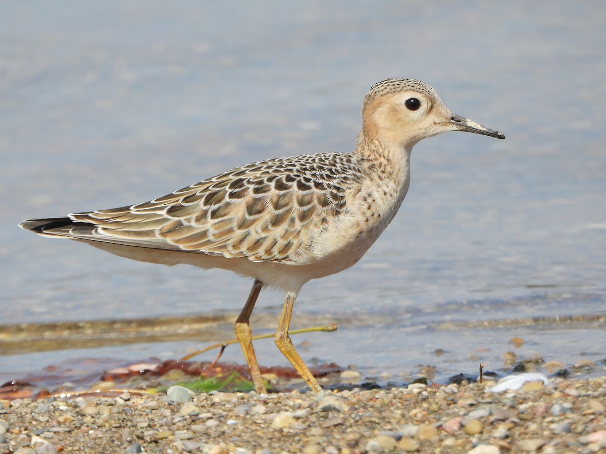 黃胸鷸 - ML642030419