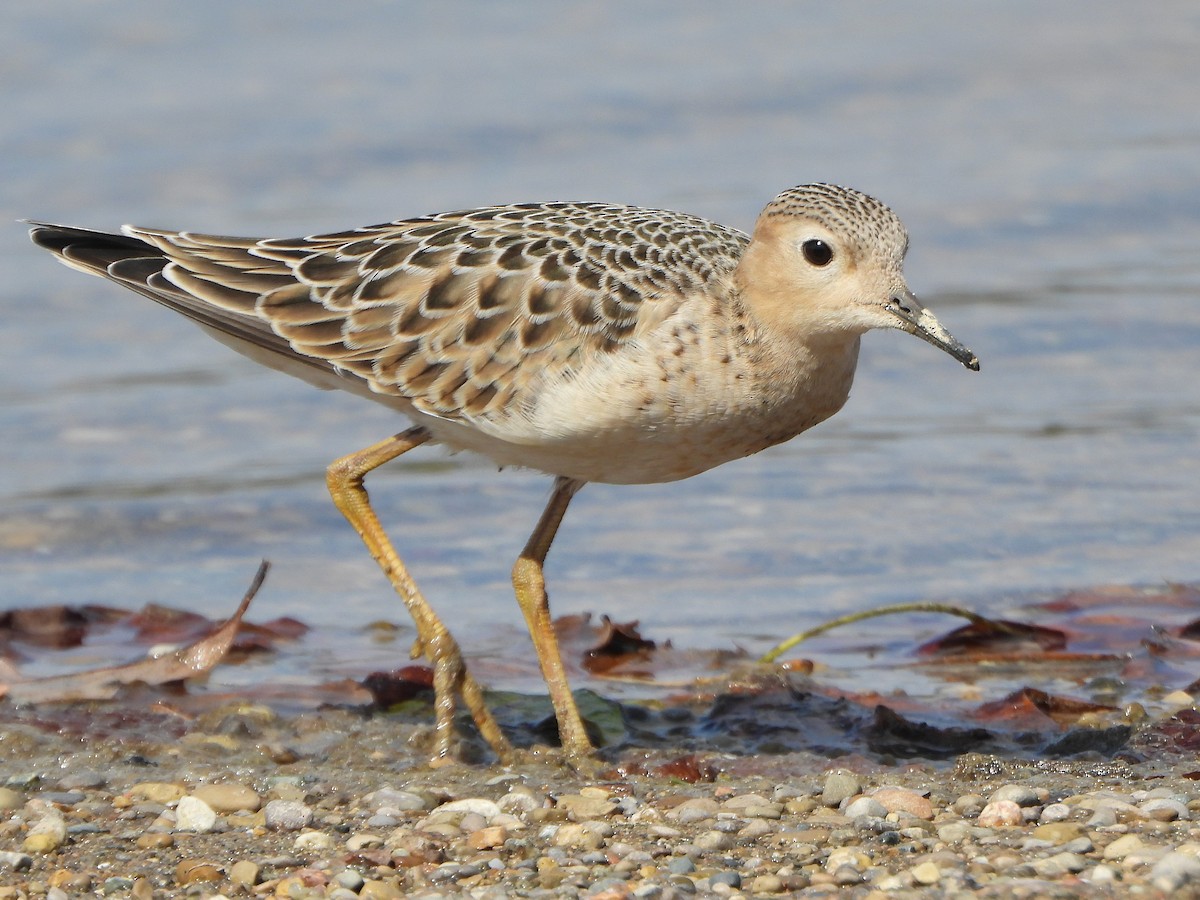 黃胸鷸 - ML642030420