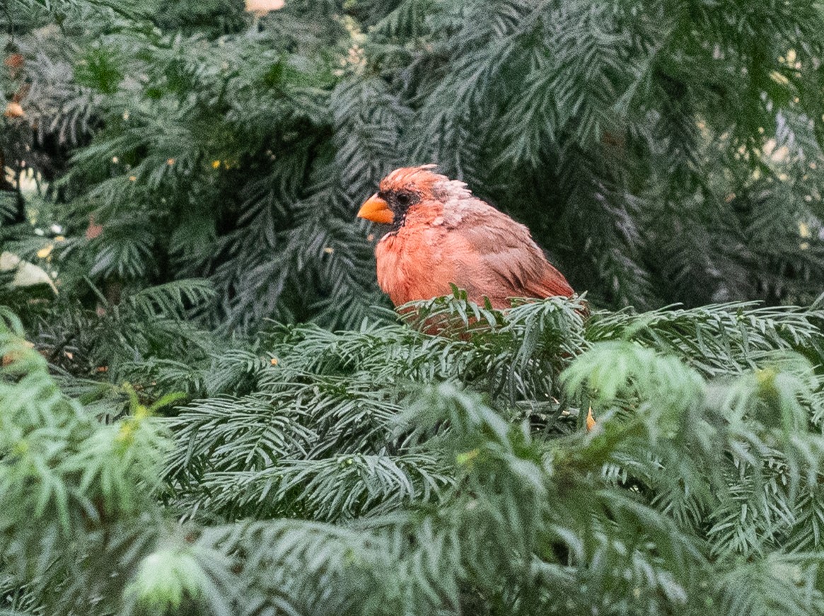 Northern Cardinal - ML642030427