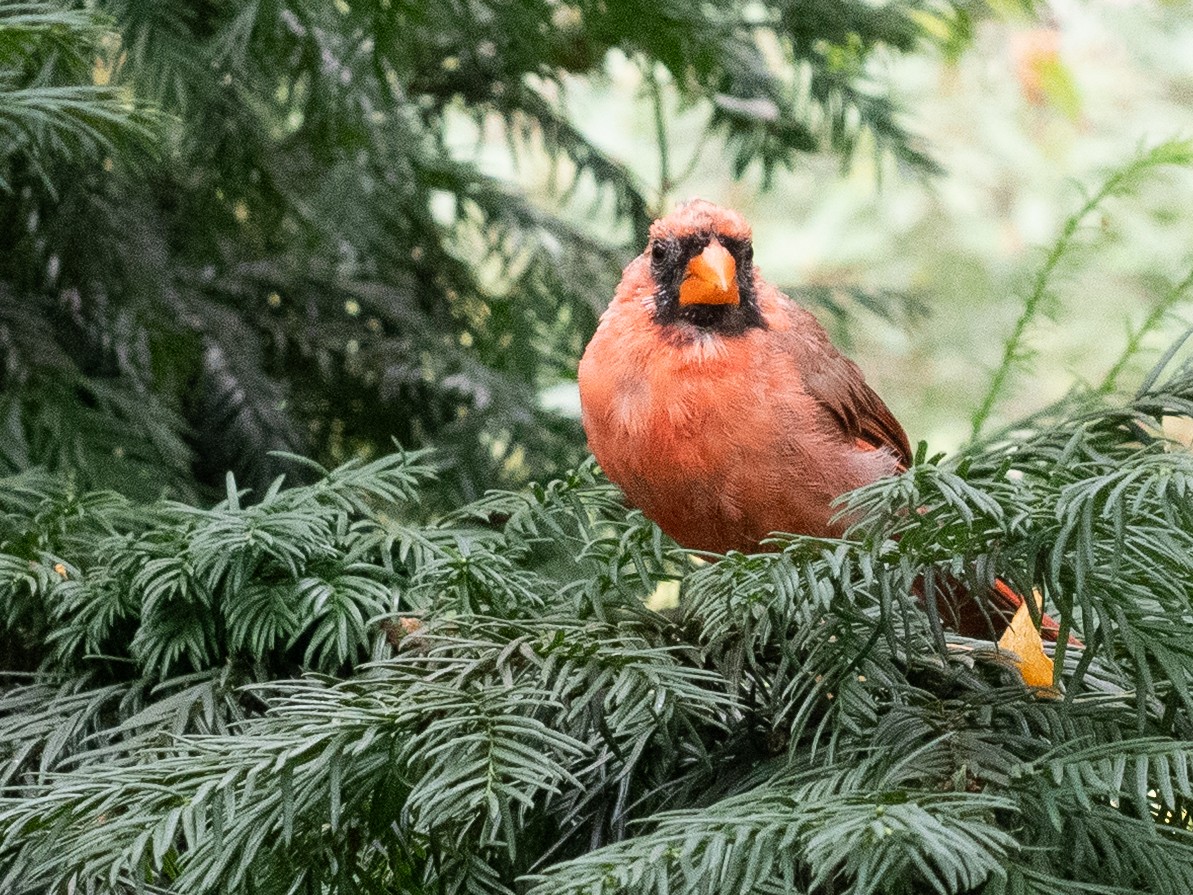 Northern Cardinal - ML642030428
