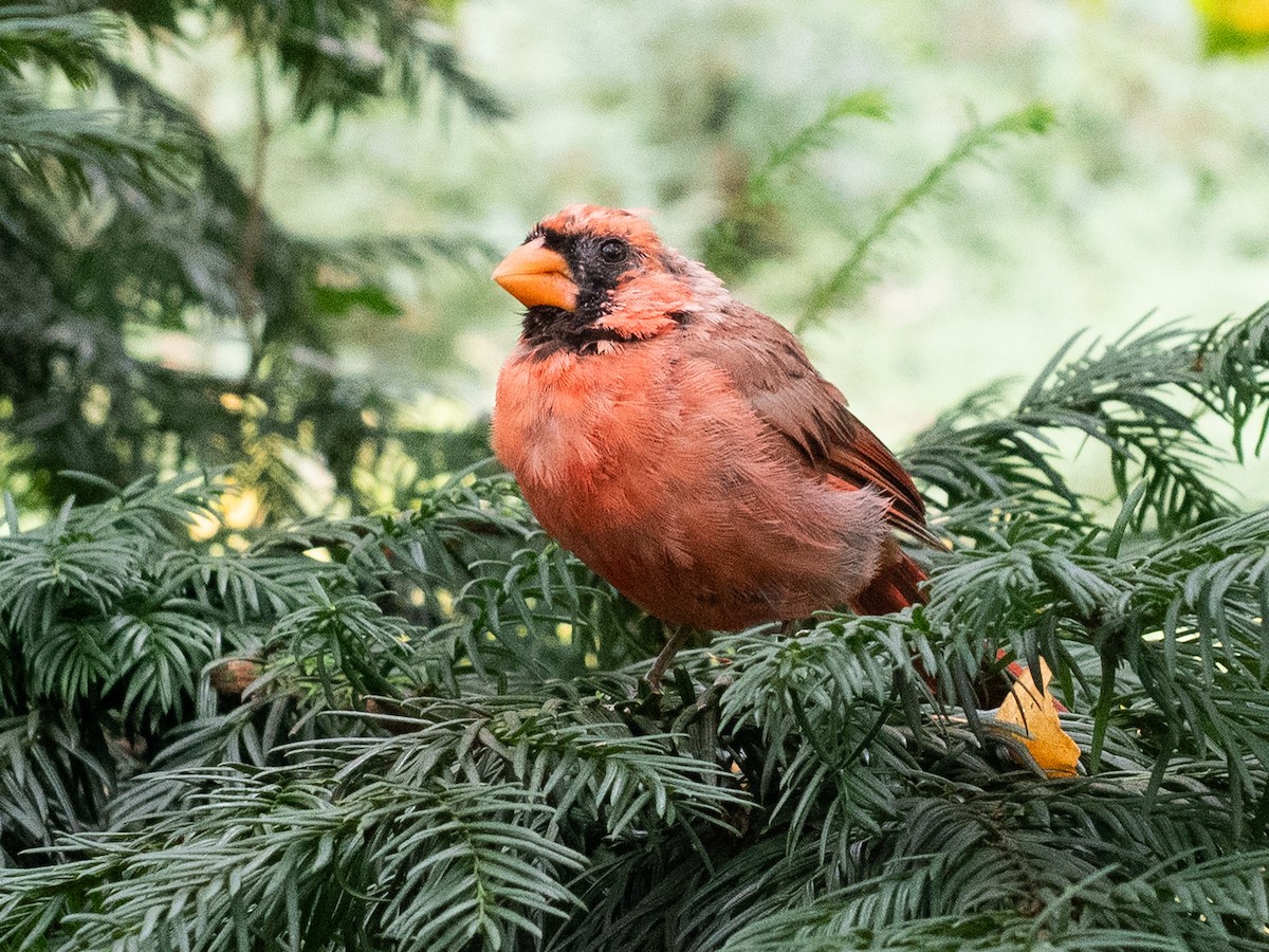 Northern Cardinal - ML642030429