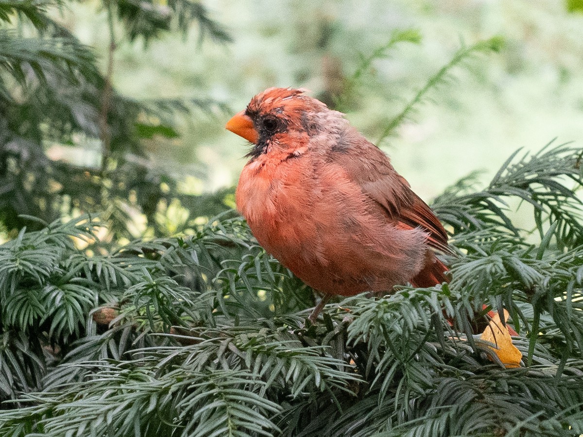 Northern Cardinal - ML642030430