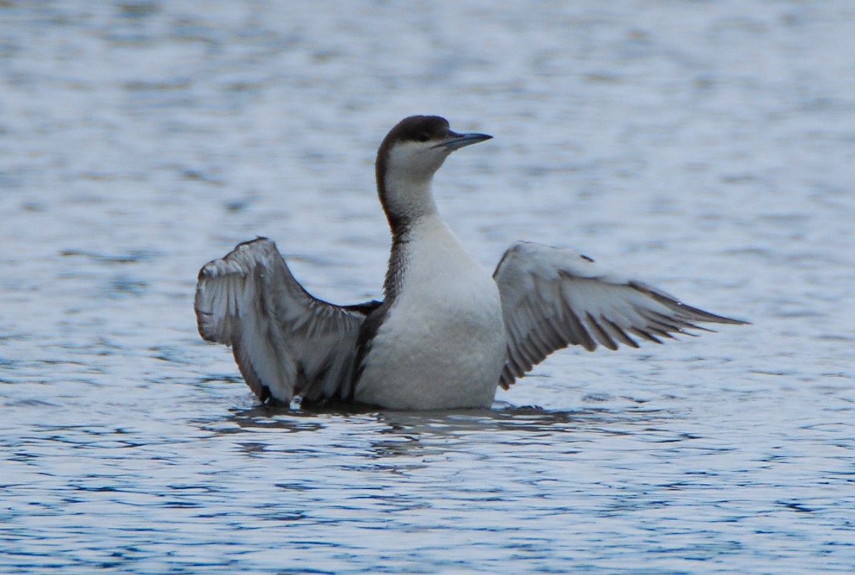 Arctic Loon - ML642030434