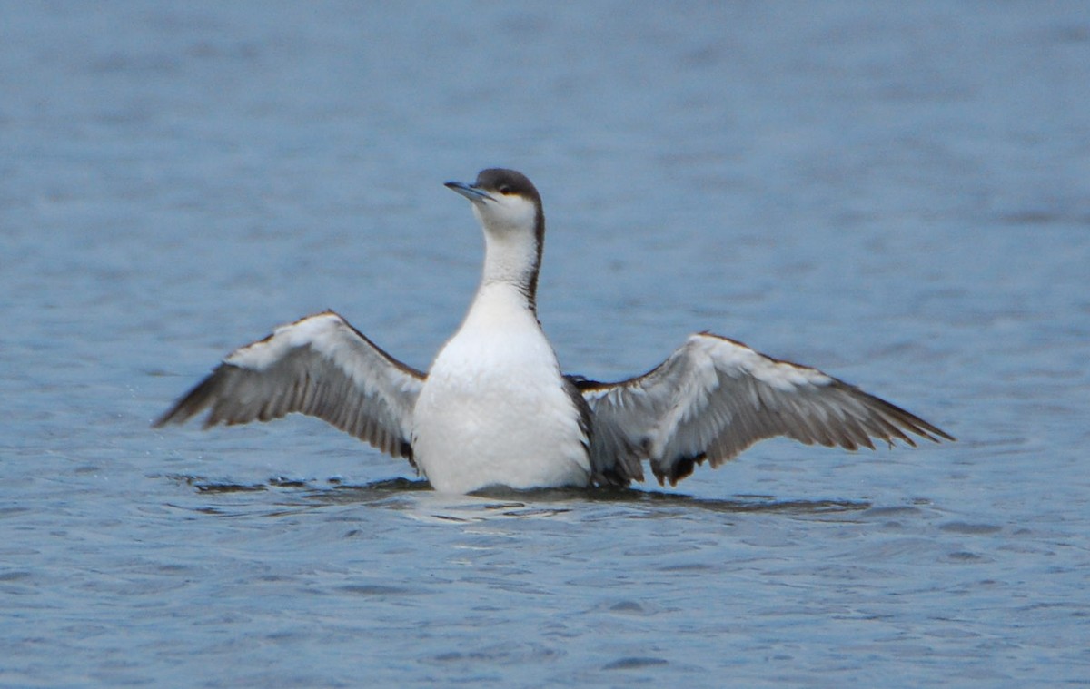 Arctic Loon - ML642030435