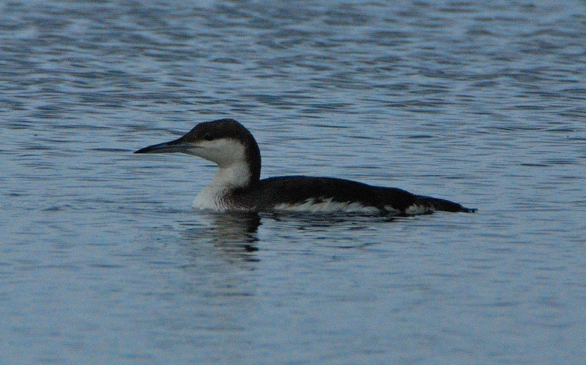 Arctic Loon - ML642030437