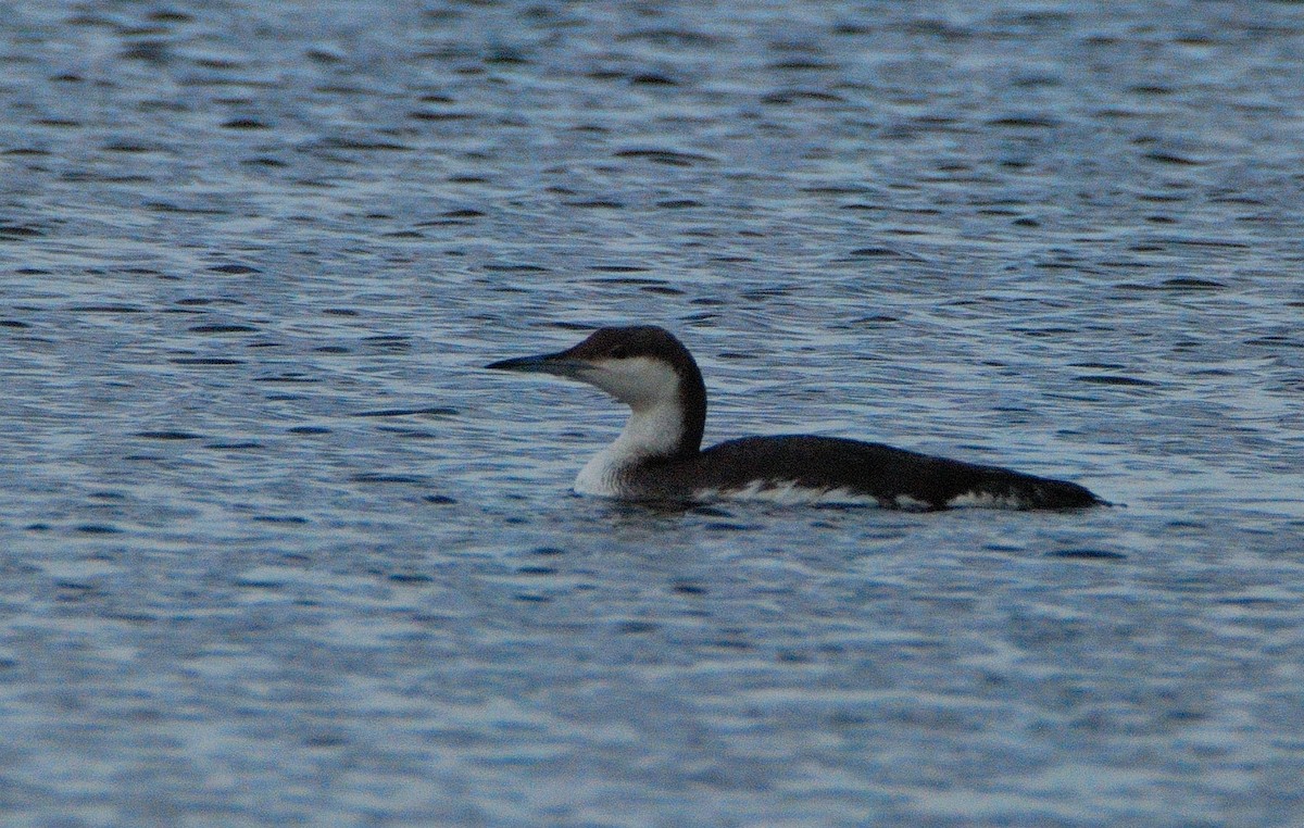 Arctic Loon - ML642030438