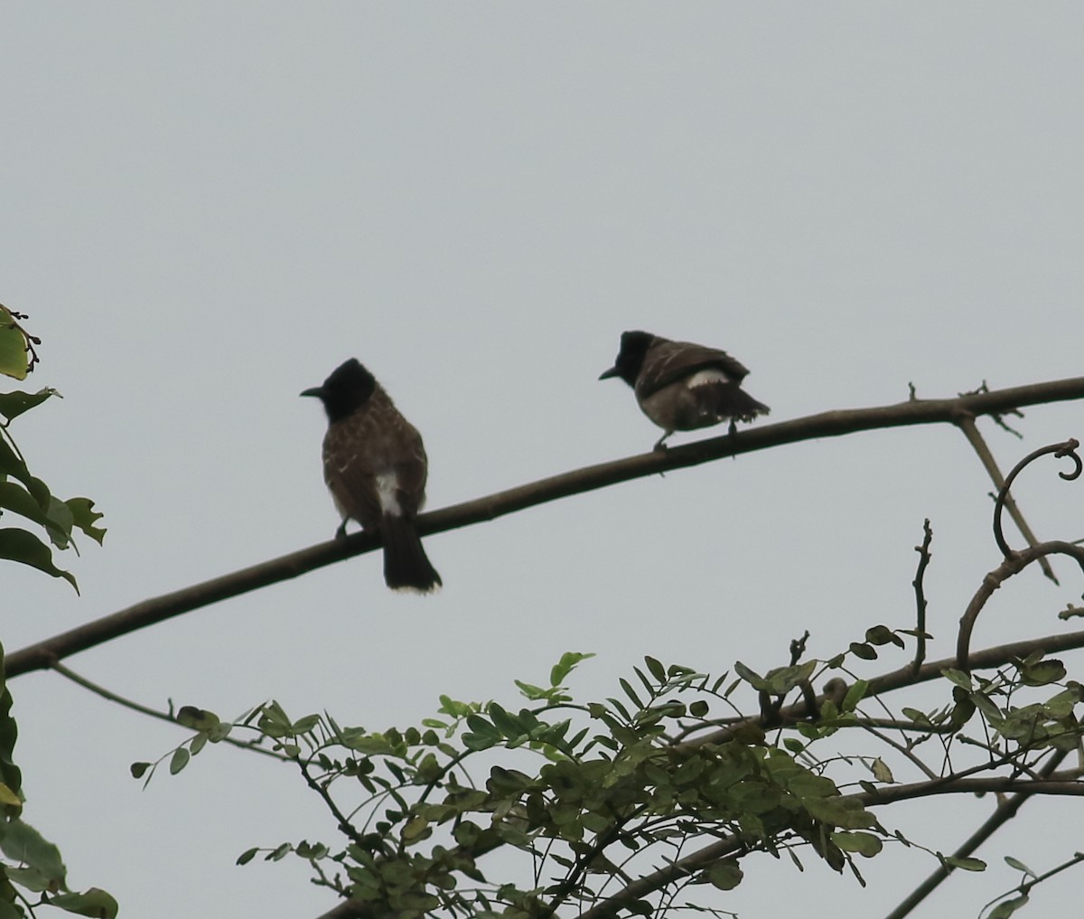 Red-vented Bulbul - ML642030473