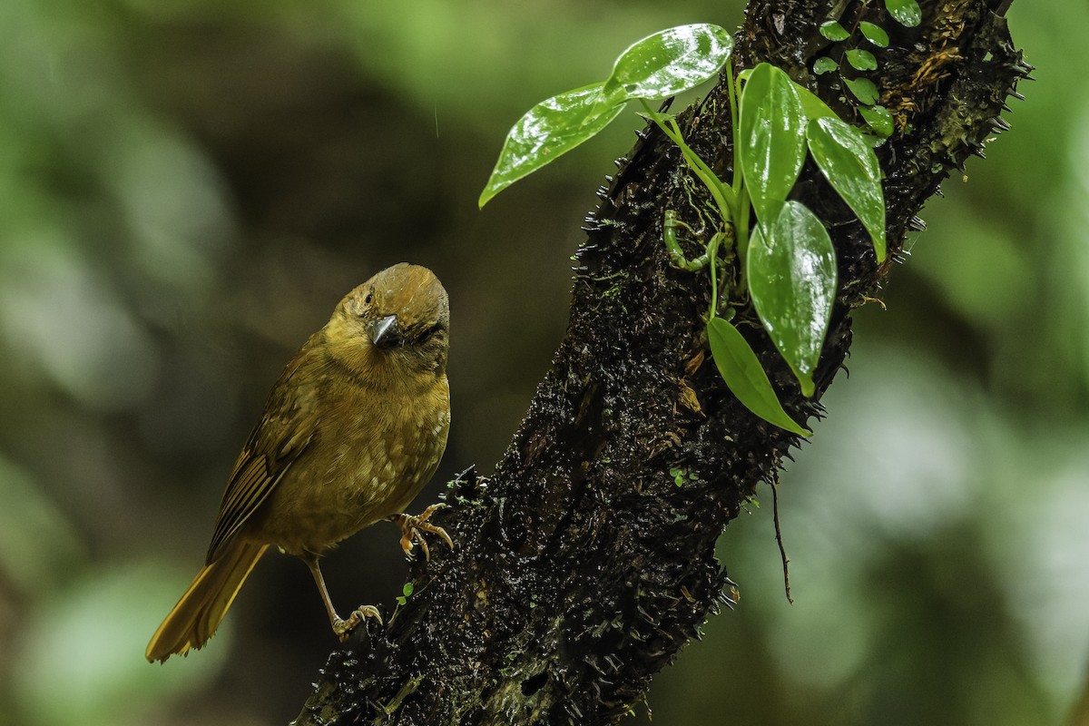 Red-crowned Ant-Tanager - ML642030483