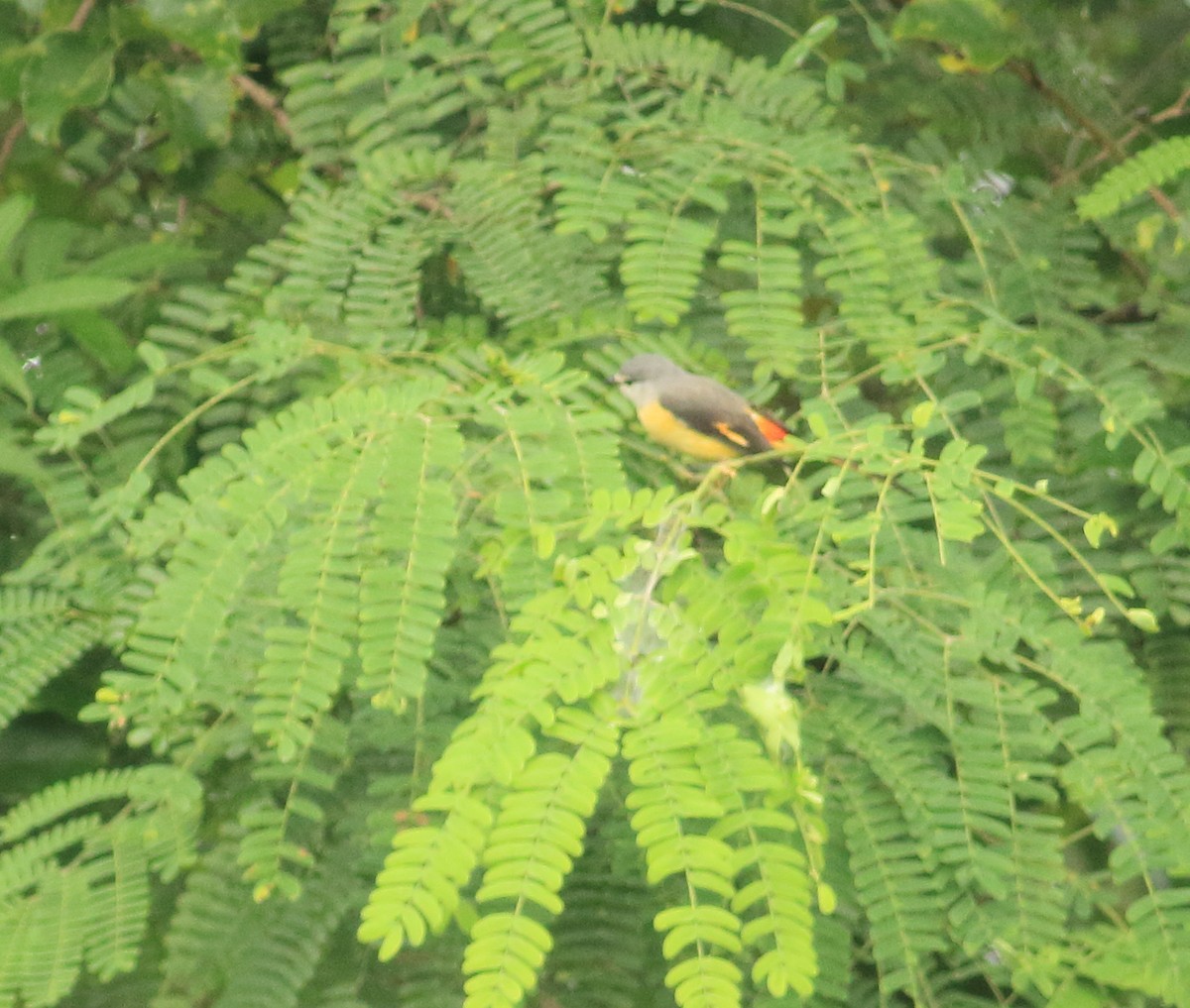 Zwergmennigvogel - ML642030484
