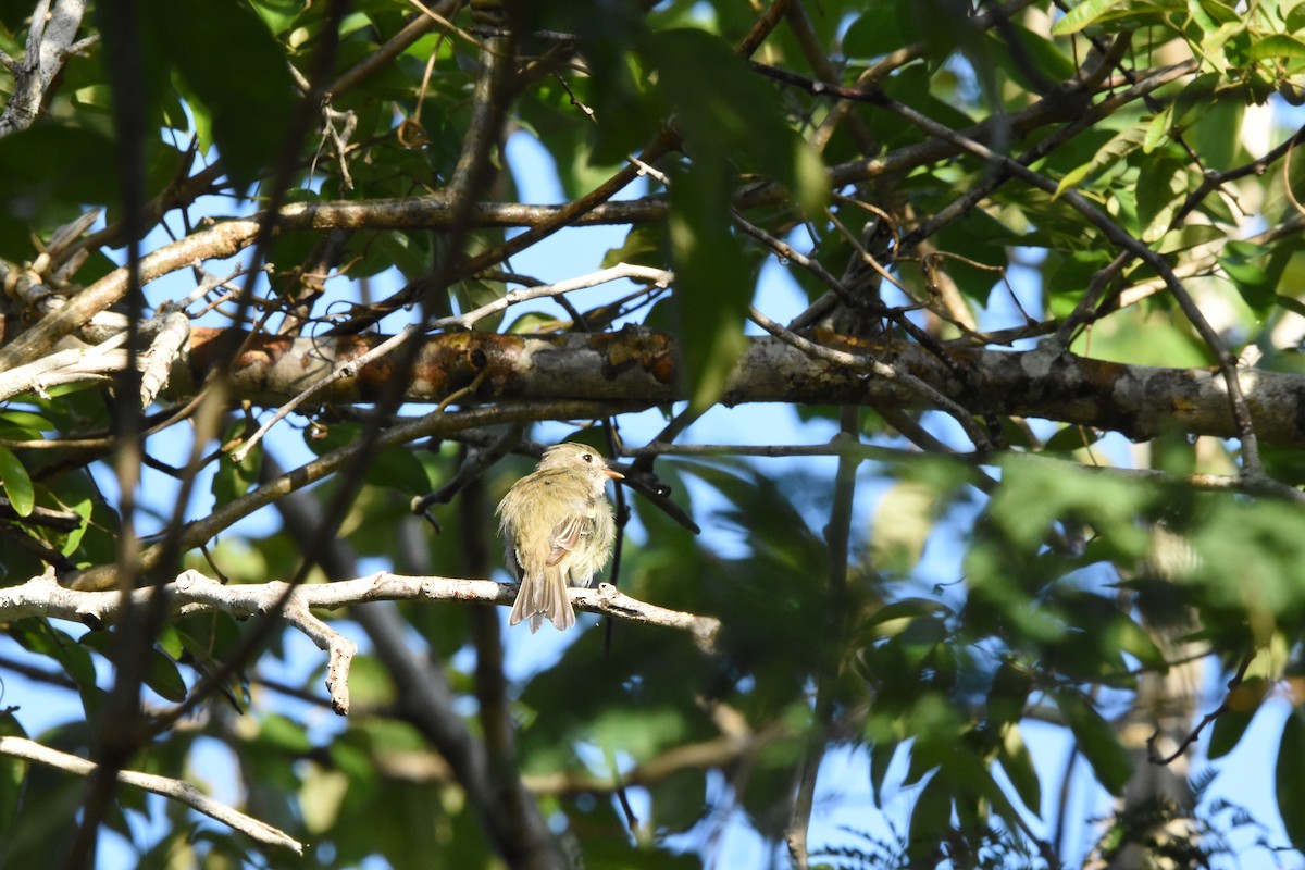 Least Flycatcher - ML642030503