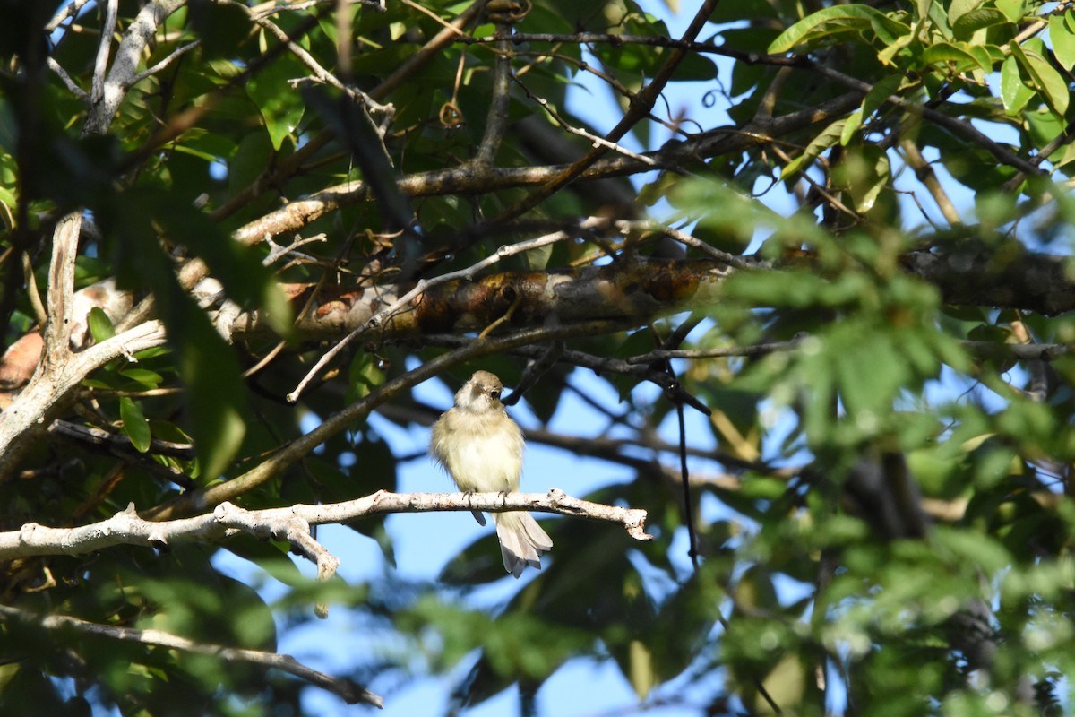 Least Flycatcher - ML642030504