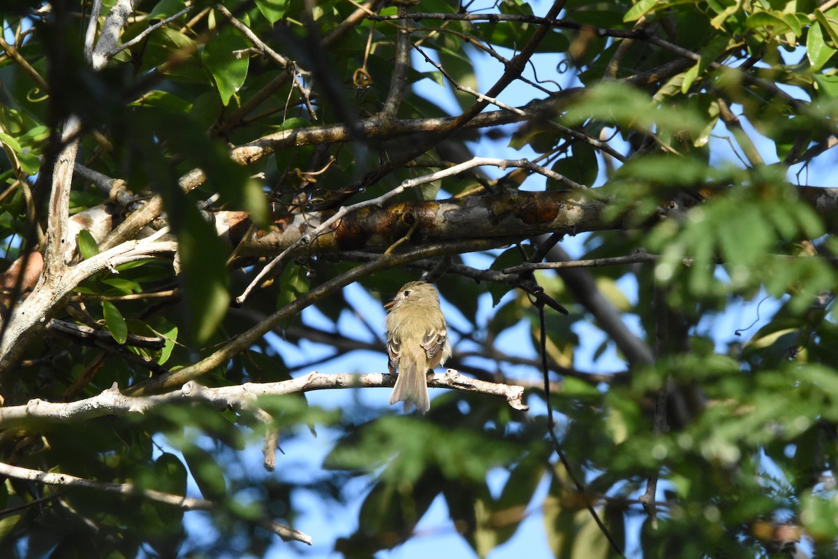 Least Flycatcher - ML642030505