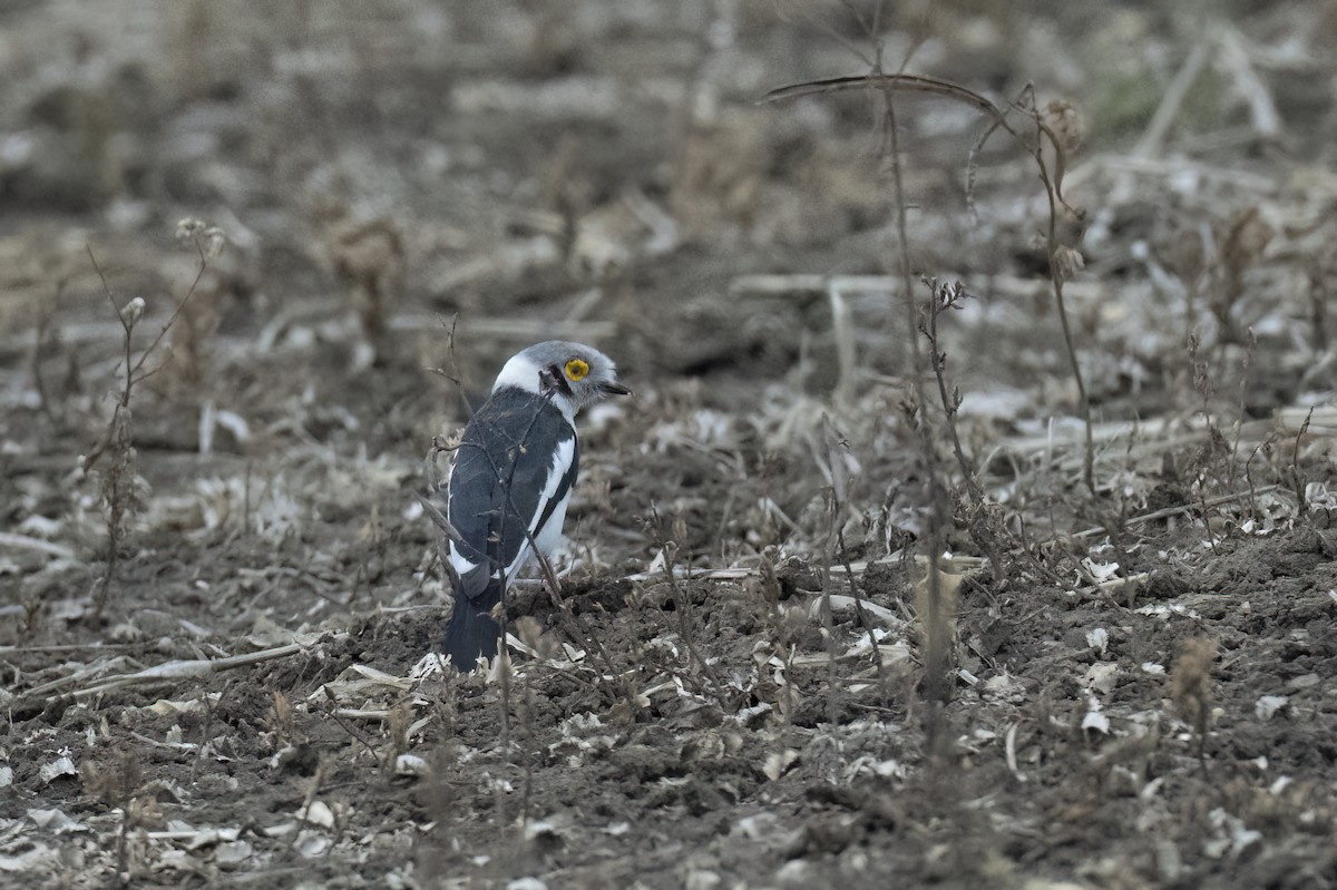 hvittopphjelmvarsler - ML642030506