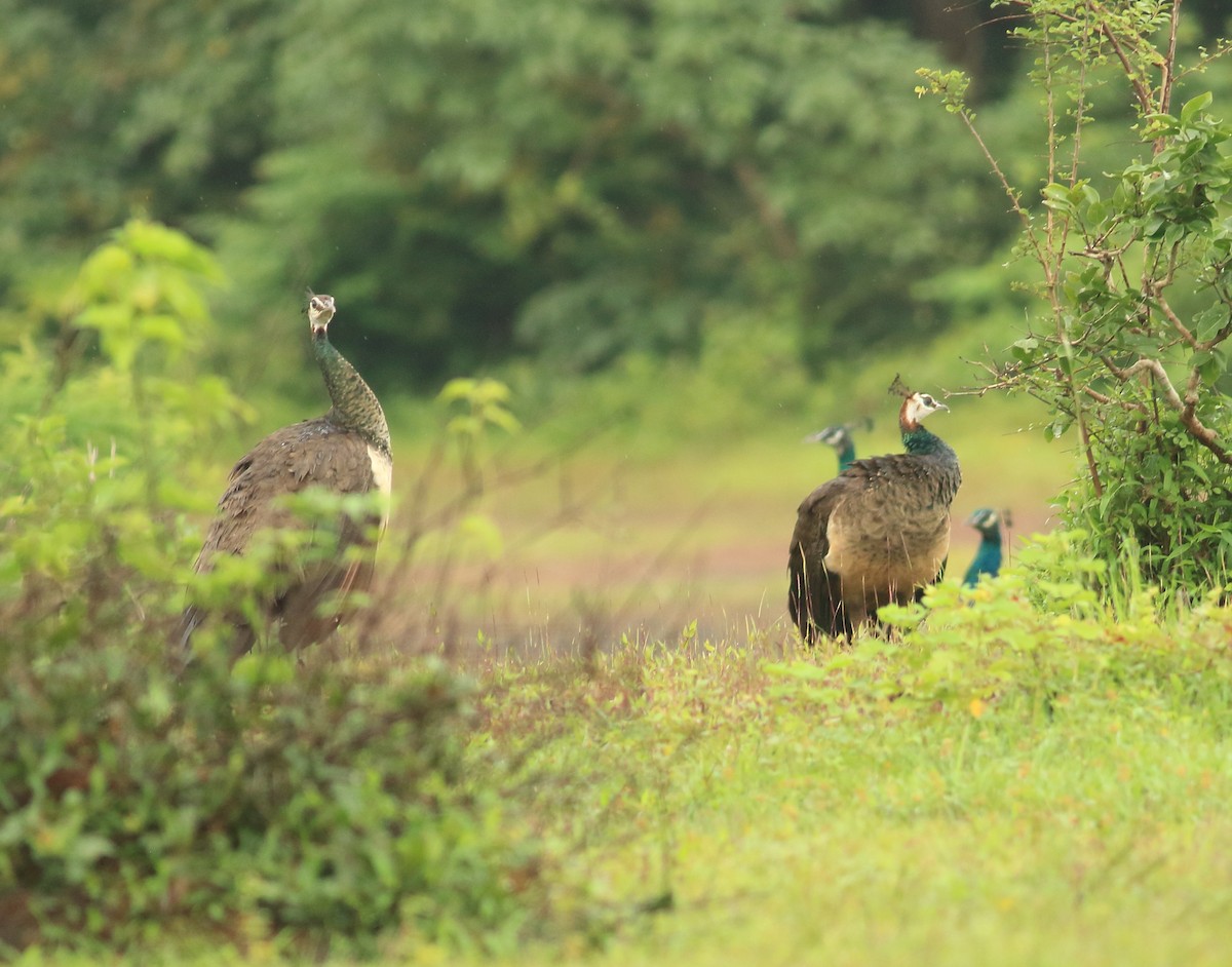 Pfau - ML642030509