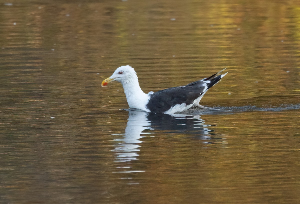 Great Black-backed Gull - ML642030546