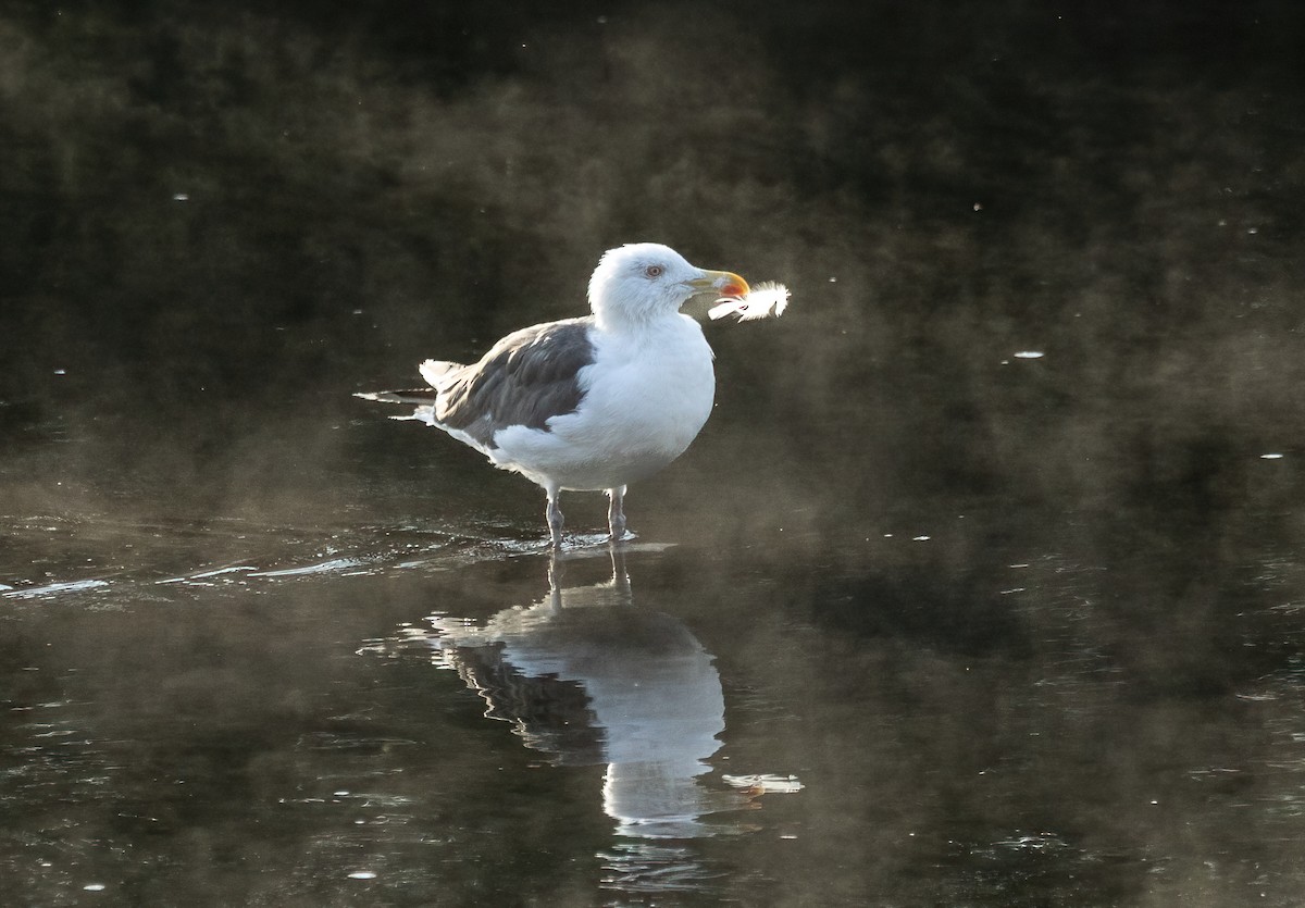 Great Black-backed Gull - ML642030547