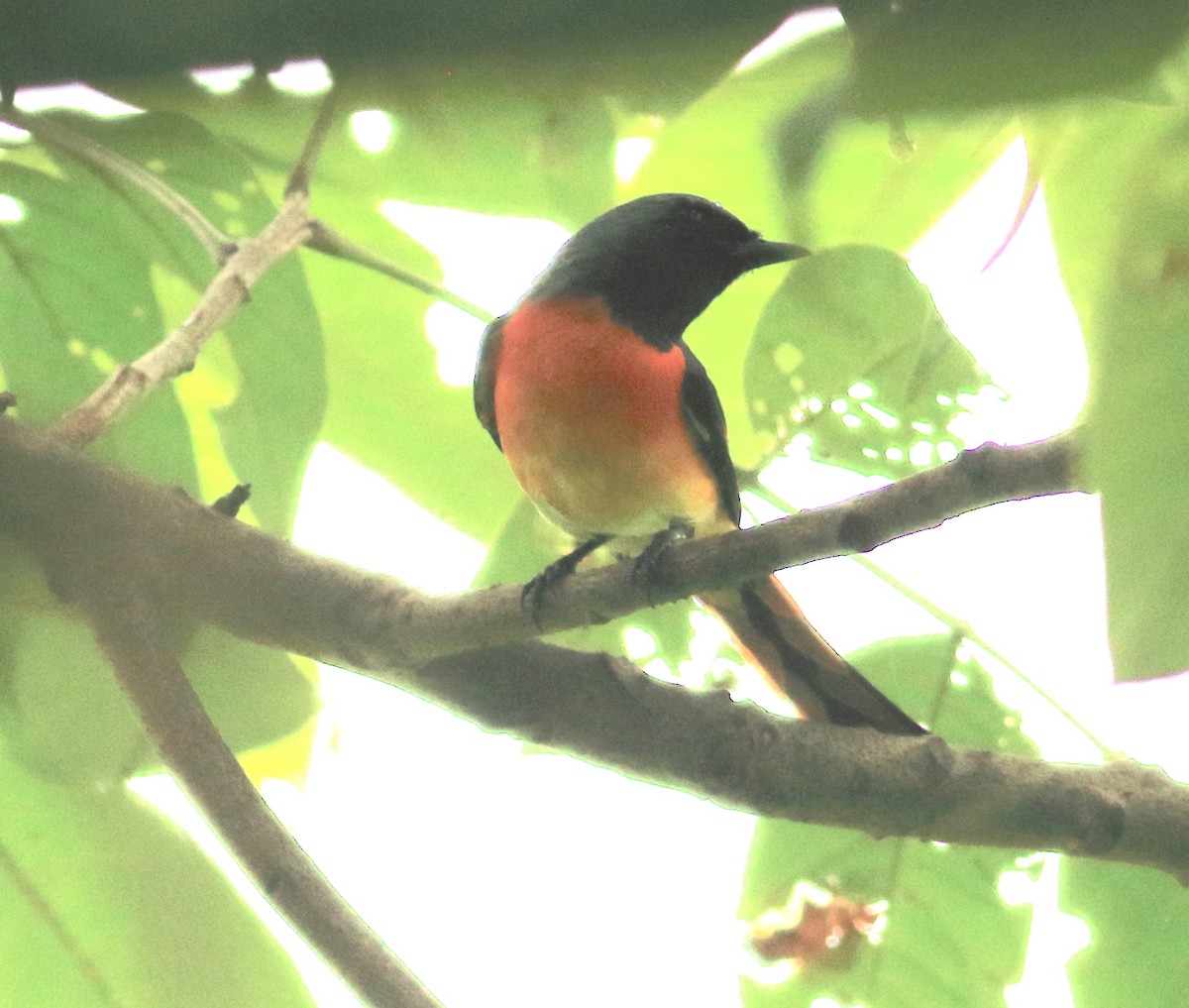 Zwergmennigvogel - ML642030568