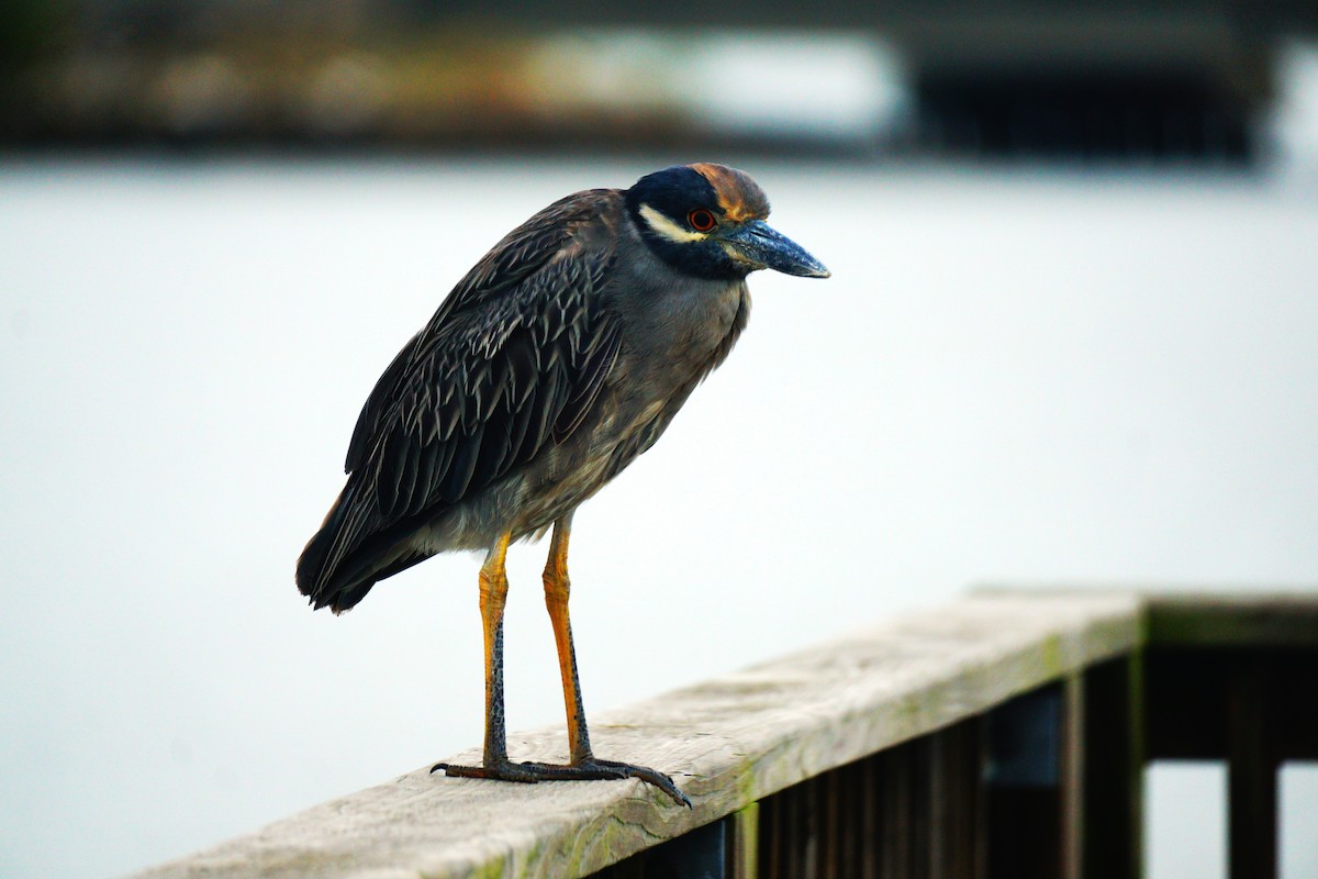 Yellow-crowned Night Heron - ML642030569