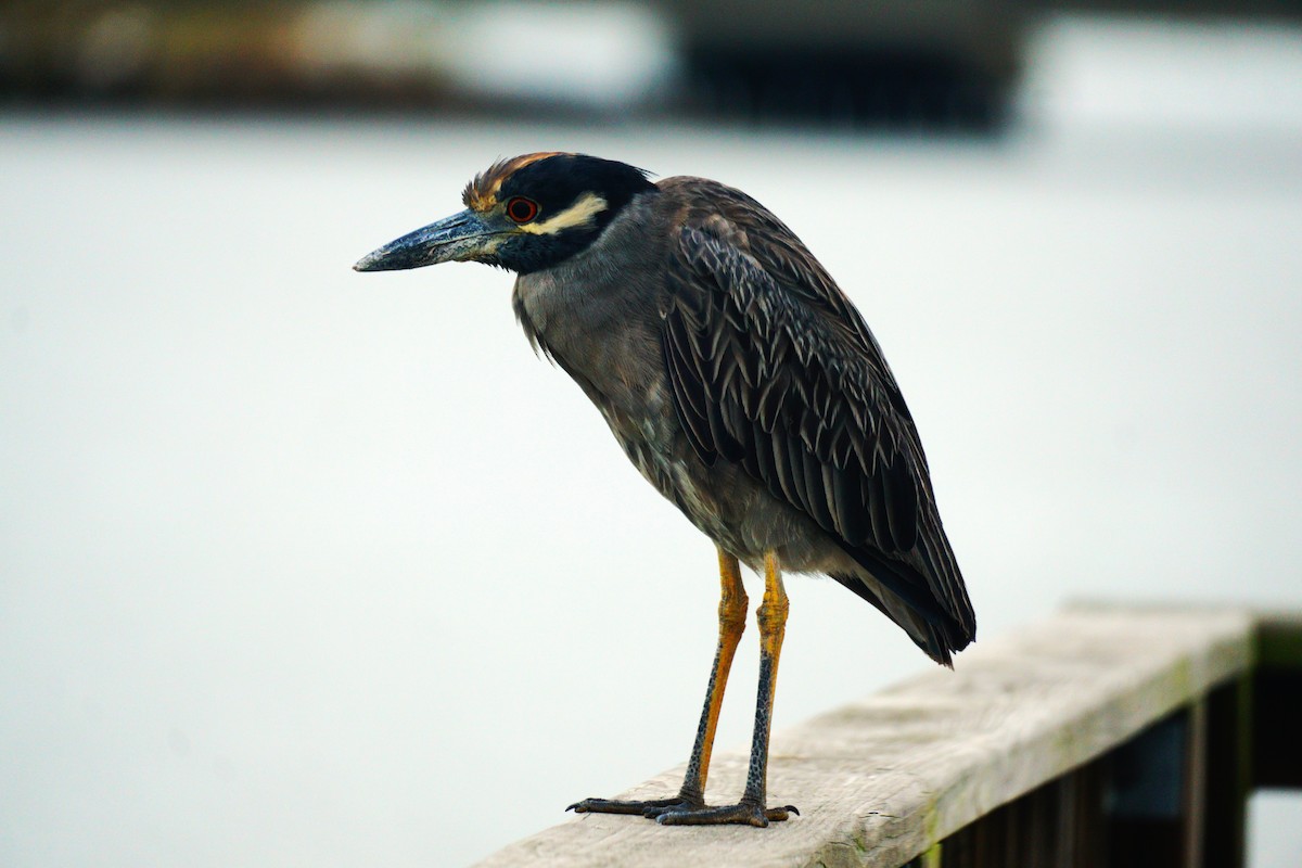 Yellow-crowned Night Heron - ML642030570