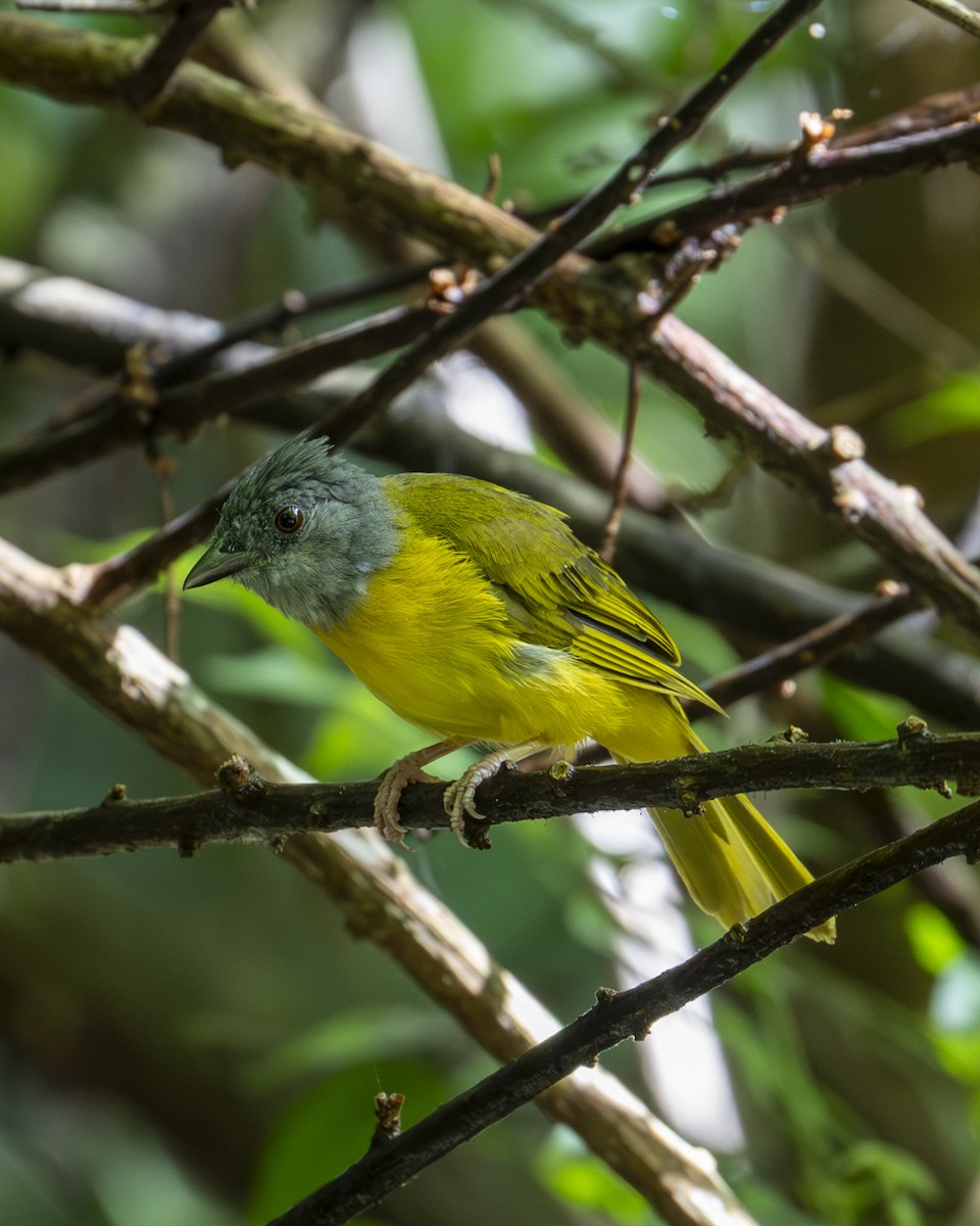 Gray-headed Tanager - ML642030605