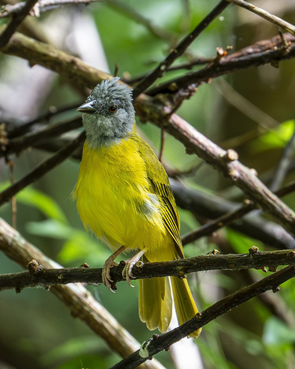 Gray-headed Tanager - ML642030606