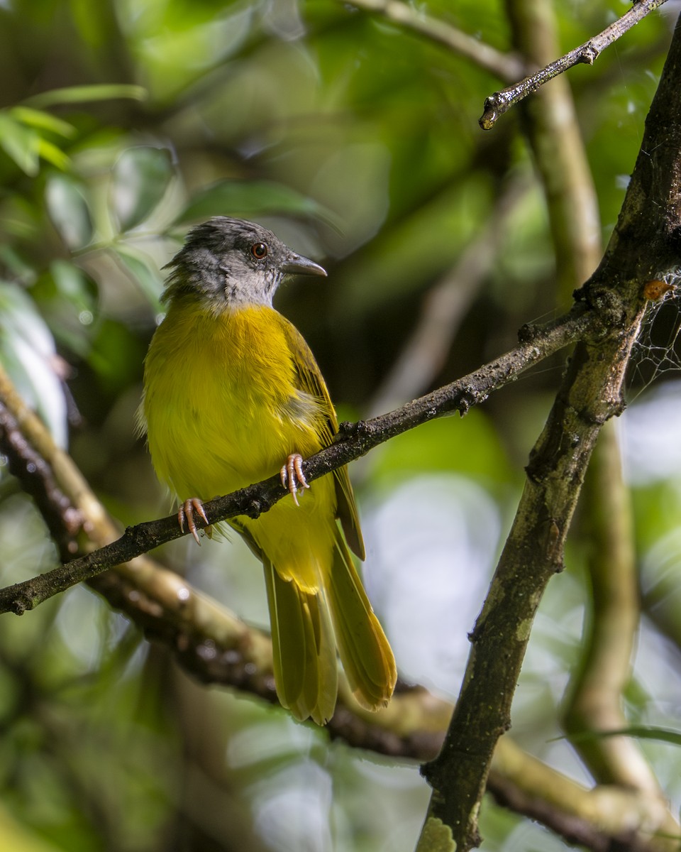Gray-headed Tanager - ML642030607