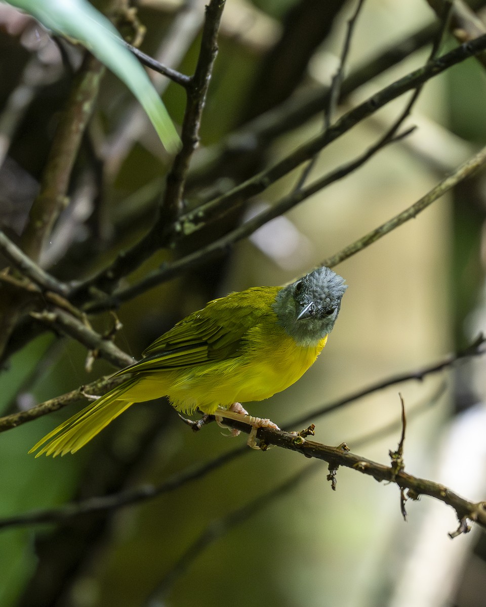 Gray-headed Tanager - ML642030608