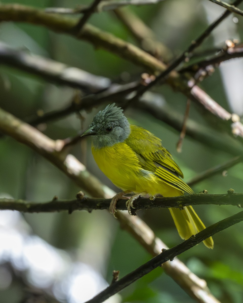 Gray-headed Tanager - ML642030609