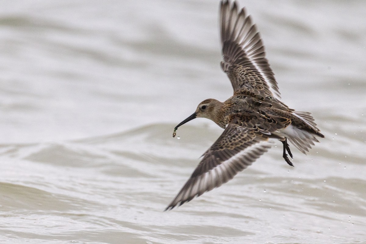 Dunlin - ML642030610