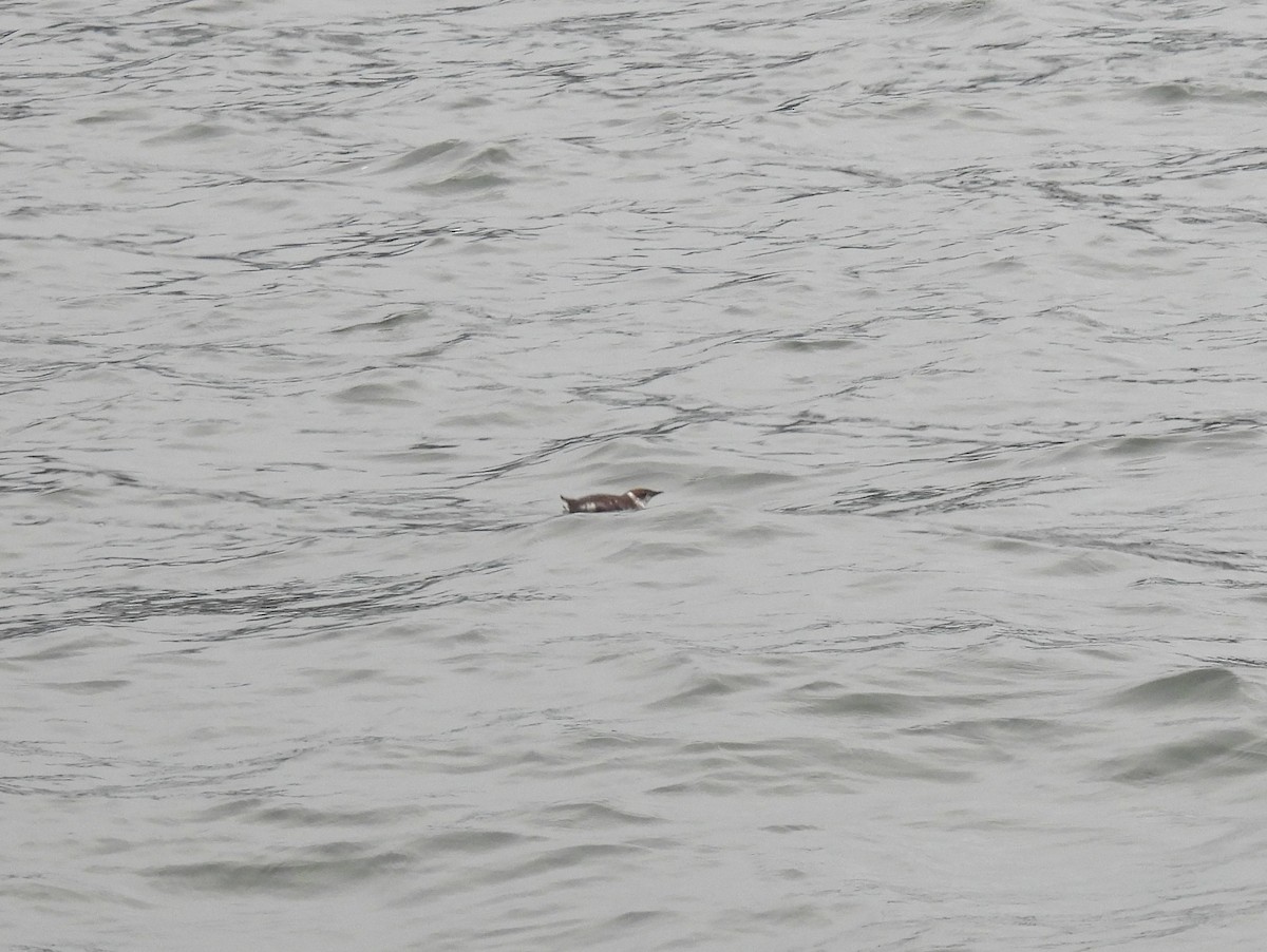 Marbled Murrelet - ML642030620