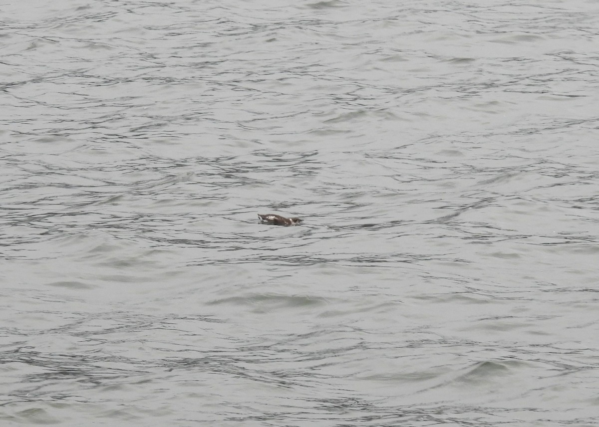 Marbled Murrelet - ML642030621