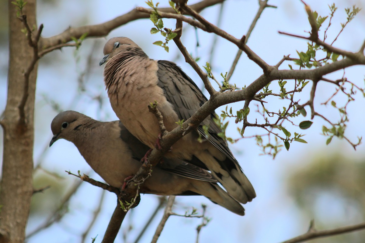 Eared Dove - ML642030627