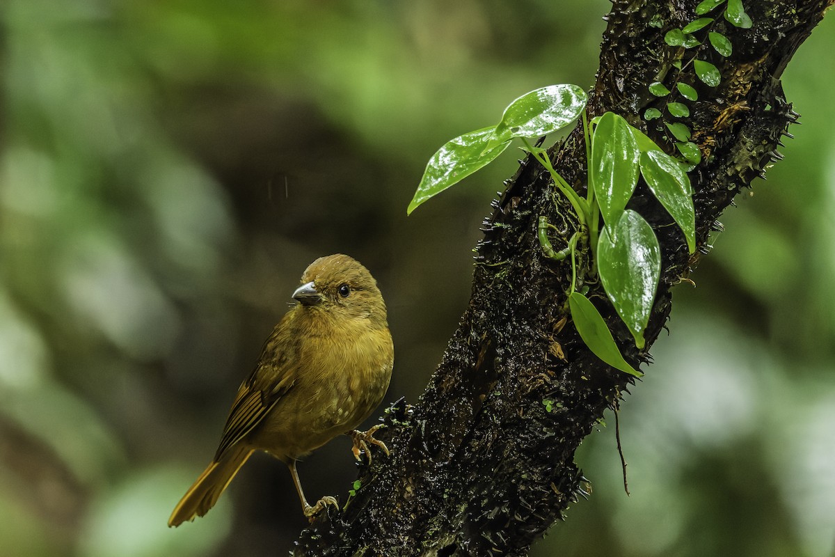 Red-crowned Ant-Tanager - ML642030628