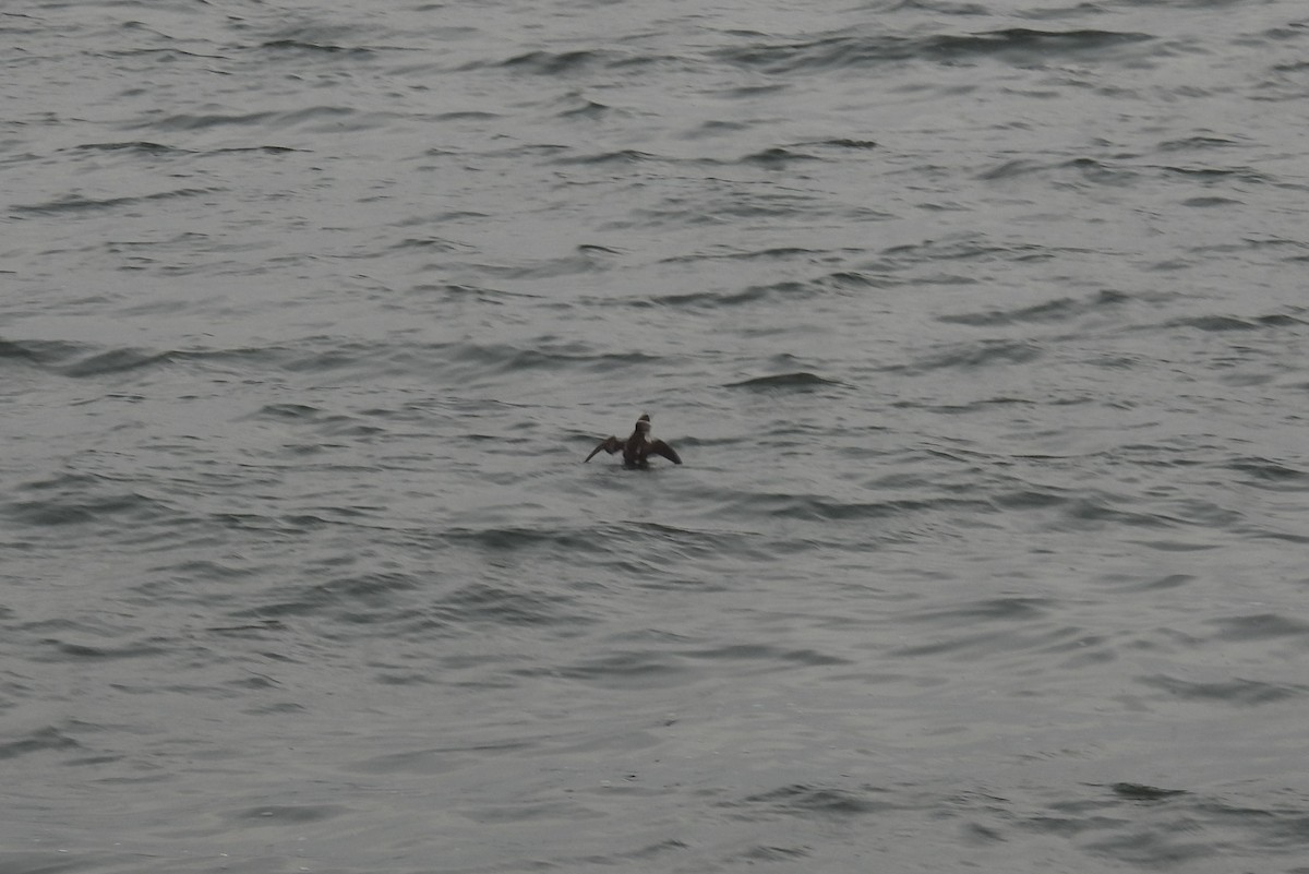Marbled Murrelet - ML642030632