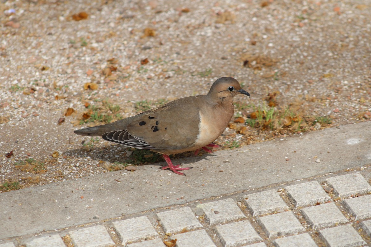 Eared Dove - ML642030633