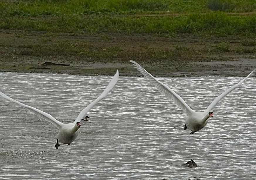 Mute Swan - ML642030652