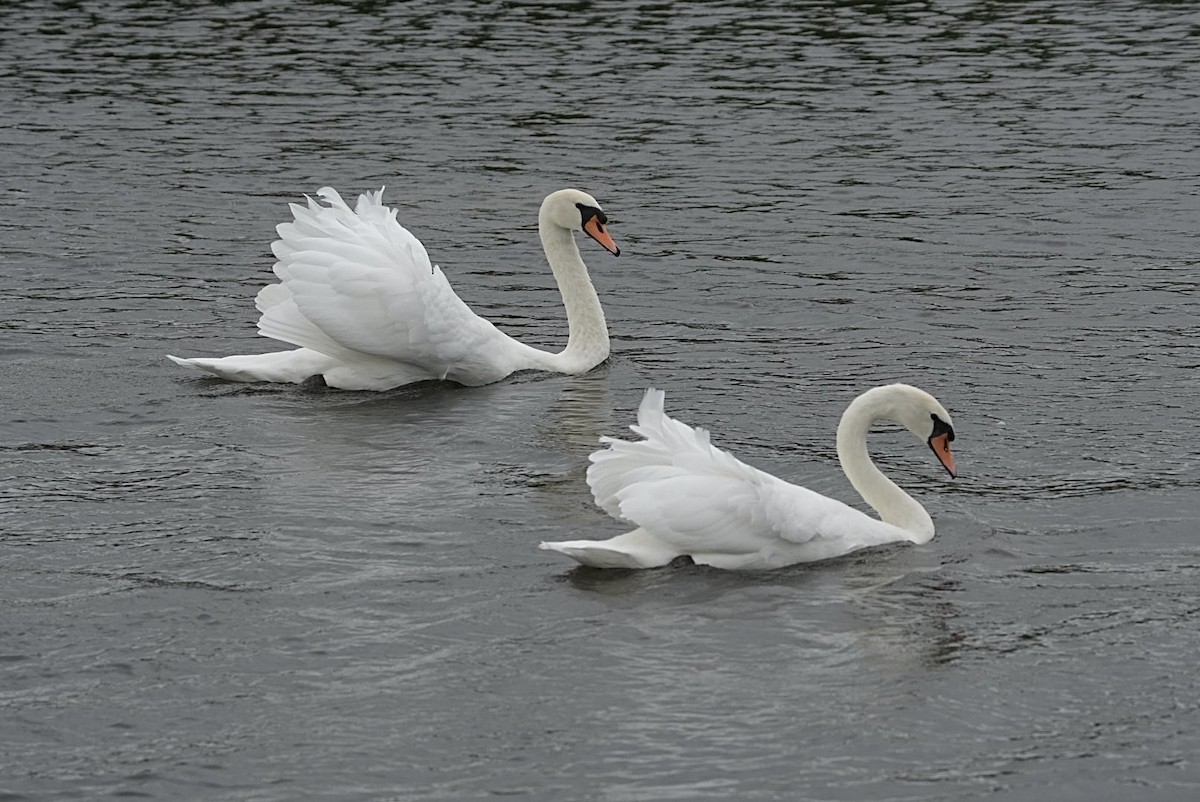 Mute Swan - ML642030653