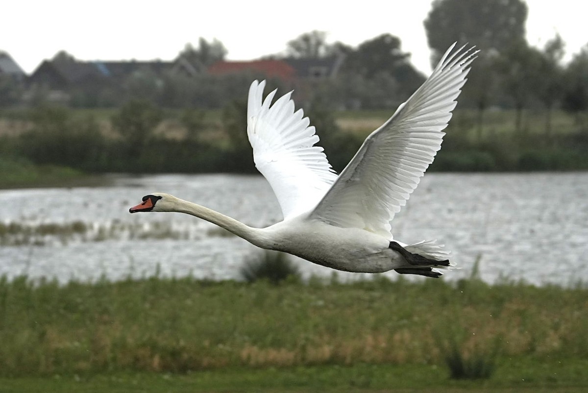 Mute Swan - ML642030654