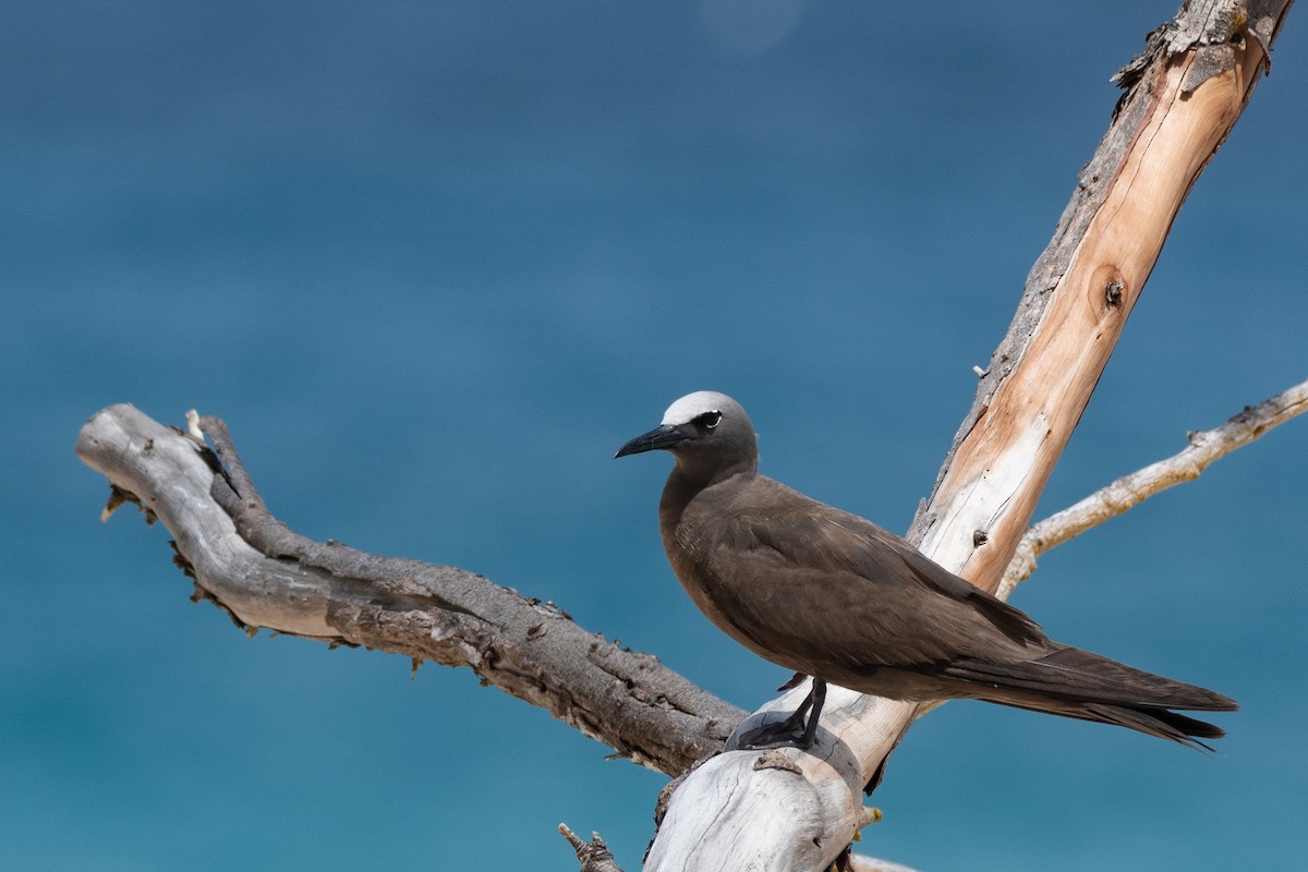 Lesser Noddy - ML642030656