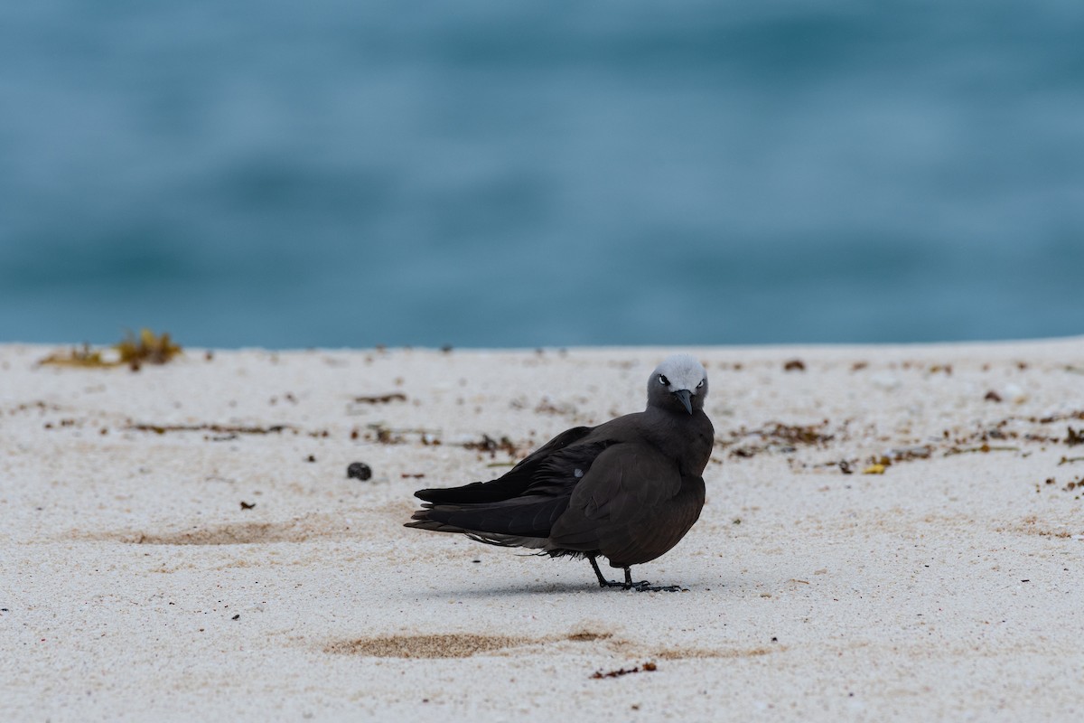 Lesser Noddy - ML642030659