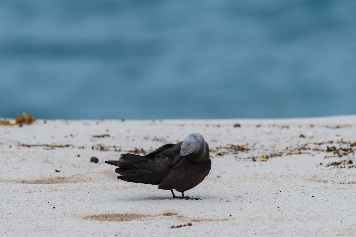 Lesser Noddy - ML642030660