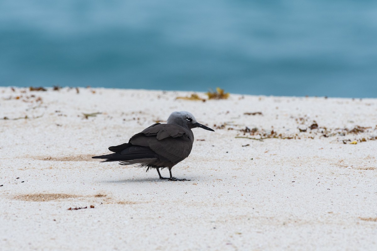 Lesser Noddy - ML642030662
