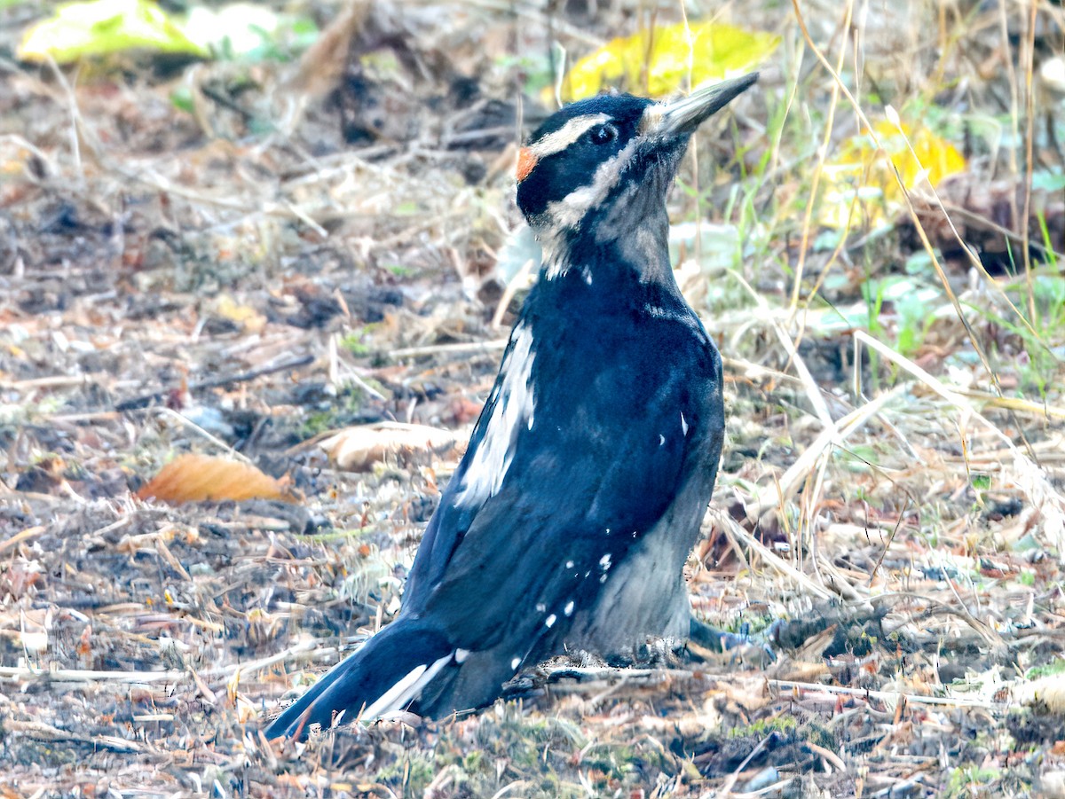 Hairy Woodpecker (Pacific) - ML642030665