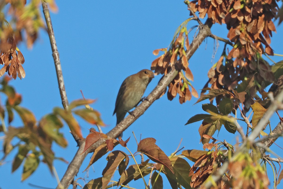 Indigo Bunting - ML642030667