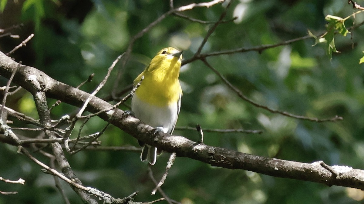 Yellow-throated Vireo - ML642030677