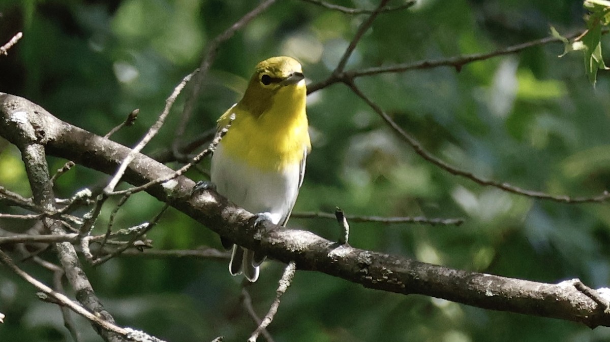 Yellow-throated Vireo - ML642030678
